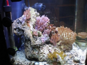 side view of my reef