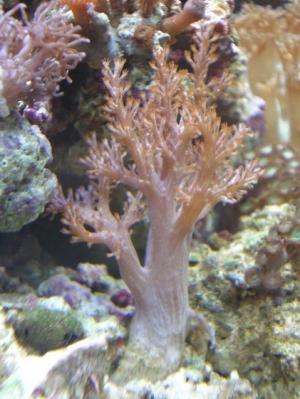 the mighty Kenya Tree