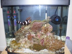 My pair of black clown fish