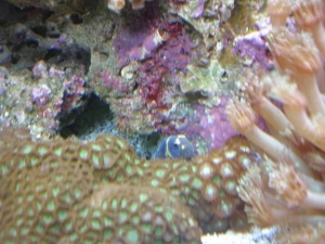Engineer Goby