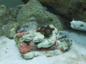Zoanthid frag given to me by Norg
