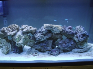 Rocks and some of my new Chromis