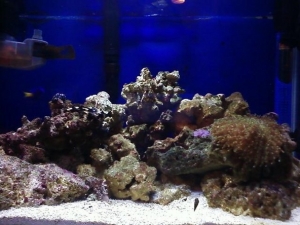 FTS