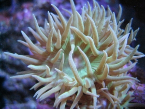 close up 1