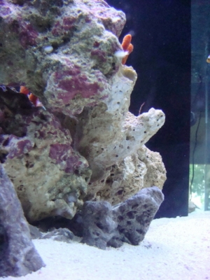 white tube with bristled circumference - approximately 2-o-clock, in front of red tree sponge