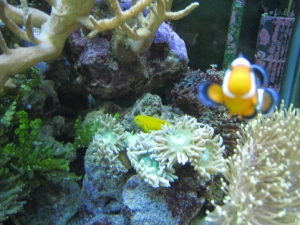 Our clown and coral goby