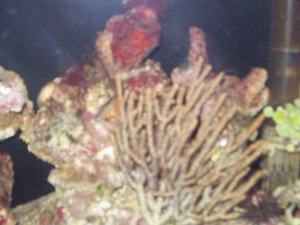 sea squirt and brown goigoain