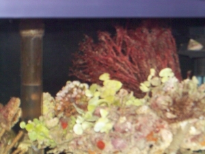 just  a pic of the coral that came on the lr