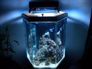full tank view
