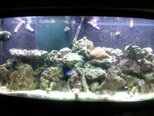 a newer tank pic