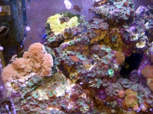 Reefer!