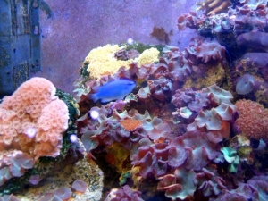 Punk fish #1