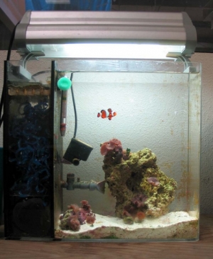 Pico-C Tank by CPR Aquatic...I love it!