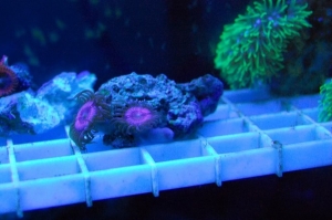 Armor of God Zoanthids