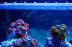 Fire and Ice Zoanthids