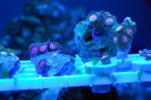 Goochster Zoanthids