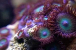 Heaven on Earth Zoanthids