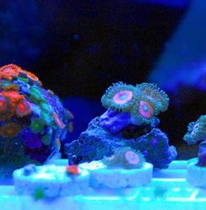 Rainbow Bright Zoanthids