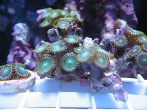 Zoanthids