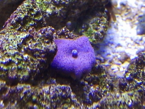 mushroom