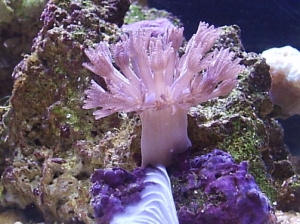 zenia 2