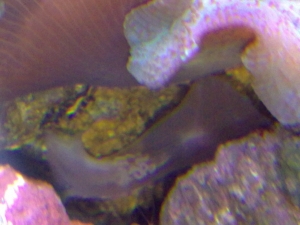 baby shroom