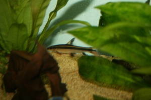 Kumbaya, Sharky!