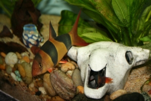 My big mother clown.  His name is Papa Loach :) His little obnoxious "little brother" lives in the skull, you can see his tail.