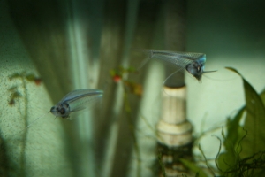 My glass cats