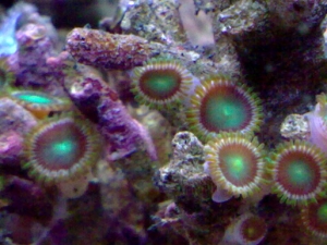 Zoas