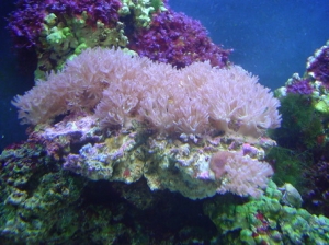 pink pulsing