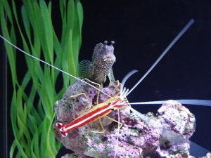 SALTWATER PICTURES (5)