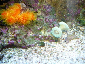 Dendro