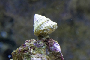 king of the rock