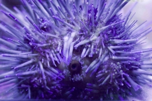 urchin
