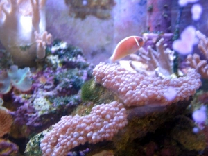 Skunky! (Underwater, the fish don't stink) :P