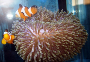 aquarium 010