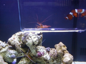 Ate my mushroom and attacks my zoas so hes going back to LFS.....poor guy...had it soo good