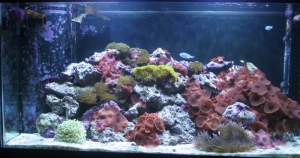 Updated tank picture
