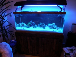 my tank as of 11/8/2009 With the lovely stand my dad built me.