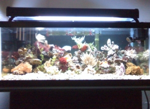 full view of tank think it was 4 months old in this pic