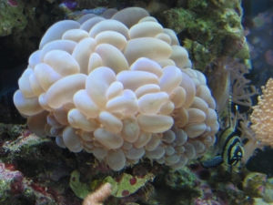 Photo 011

Bubble coral