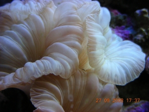 DSCN3211

Foxcoral
