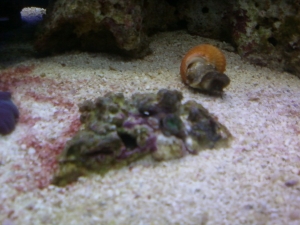 Hermit getting cleaned haha