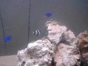 three little guys