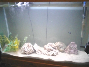 3 weeks in on setup i did 1 week just water cycled then added 5lbs of lr with some base and on week 3 a damsel i couldnt wait any longer haha =)