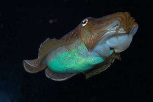Not mine. Just took the picture at New England Aquarium.