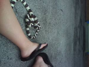 out for a walk