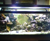 Fish tank 2