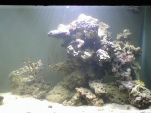 Fish tank Half 1